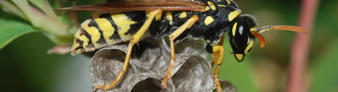 Retirada de Comeia de Vespas  24 HORAS